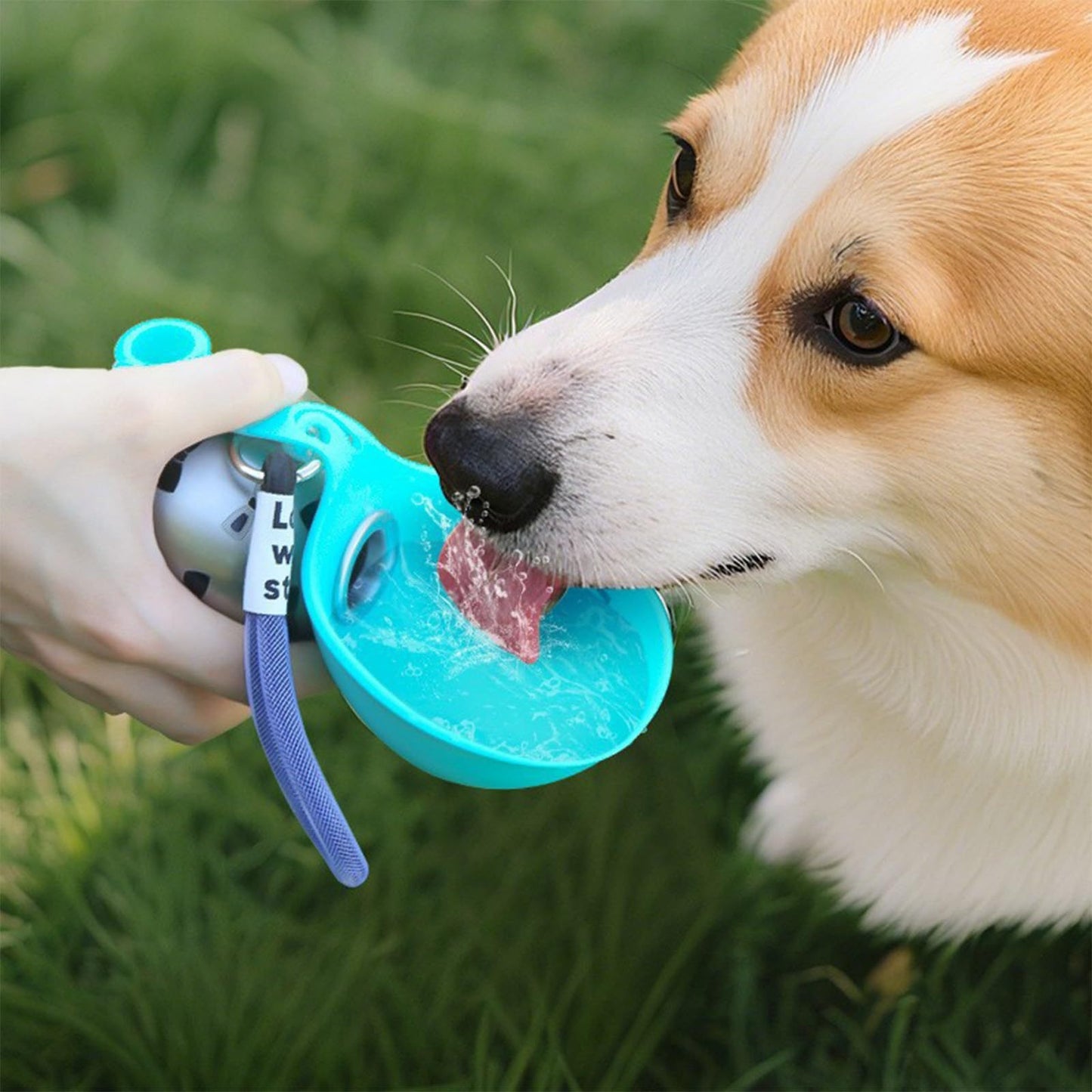 Foldable Stainless Steel Carabiner Pet Water Bottle